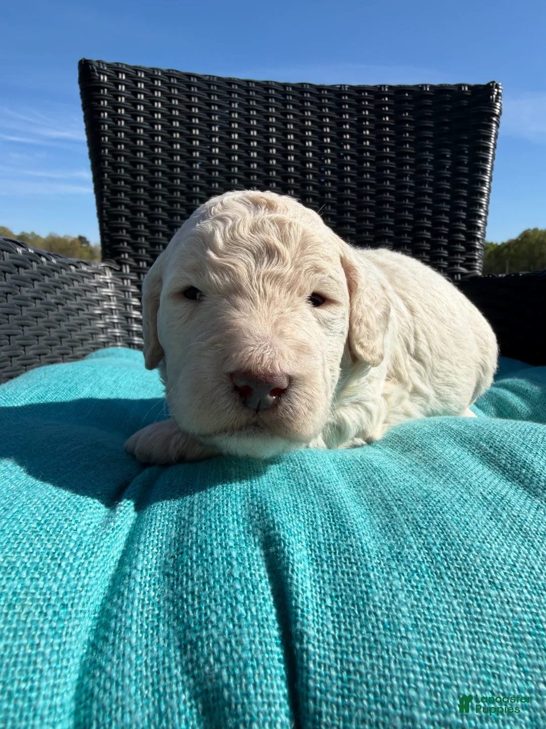 Mixed Breed dogs for sale: Cadbury - Ad 1