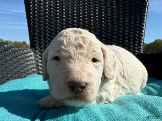 Mixed Breed dogs for sale: Cadbury - Ad 2