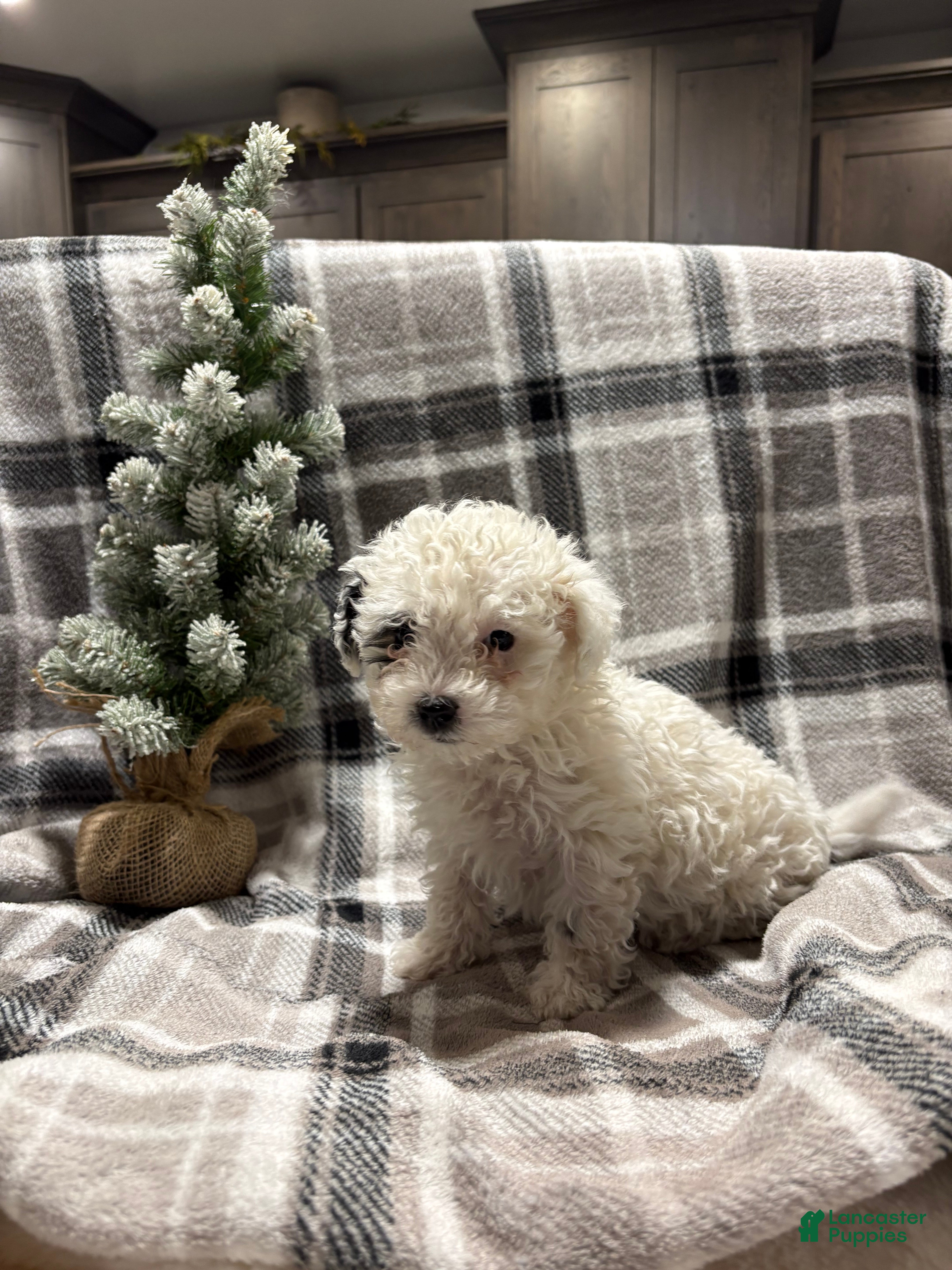 Mixed Breed dogs Sadie - Ad 24