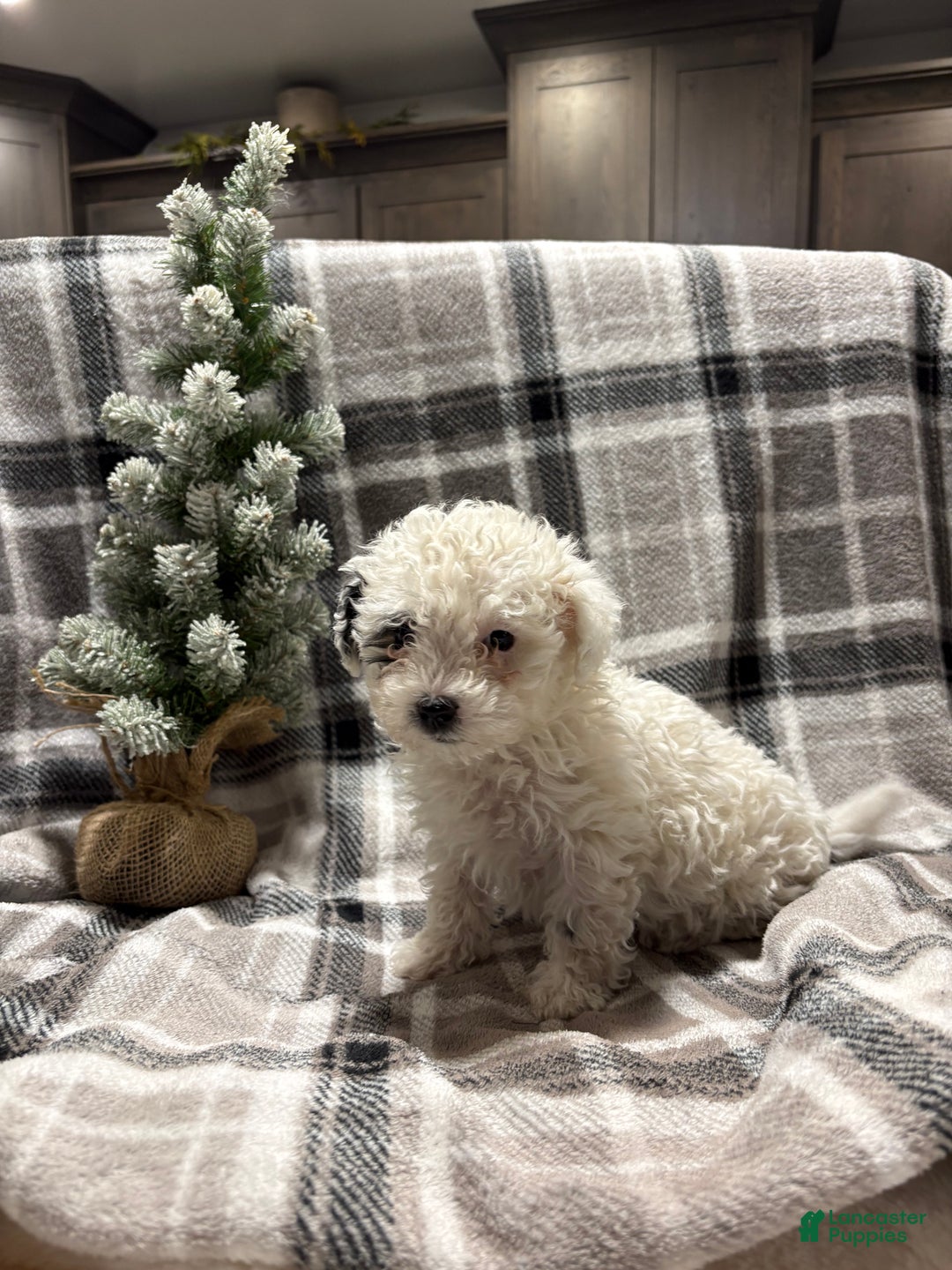 Mixed Breed dogs for sale: Sadie - Ad 1