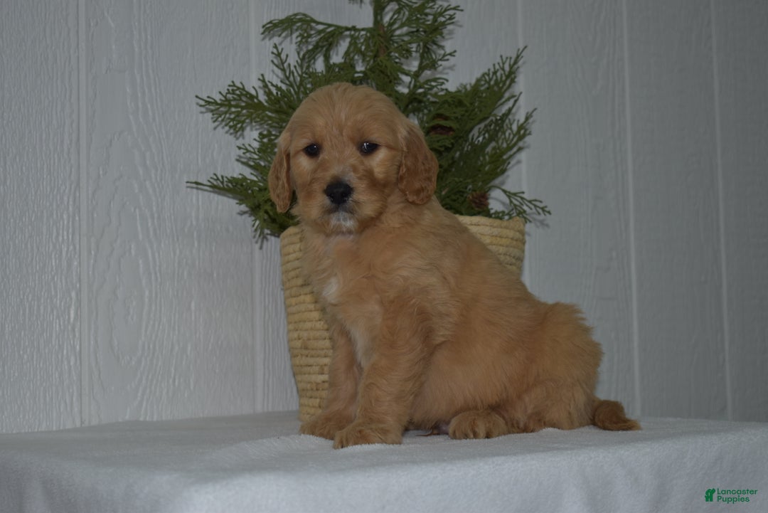 Goldendoodle dogs for sale: Baxter - Ad 2