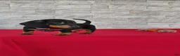 Miniature Dachshund dogs for sale: Tameron - Ad 5