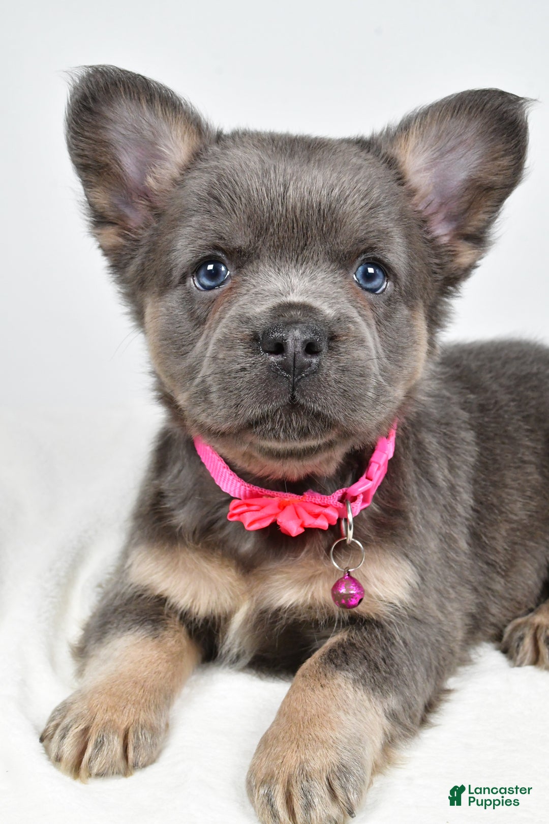 French Bulldog dogs for sale: Brianna - Ad 5