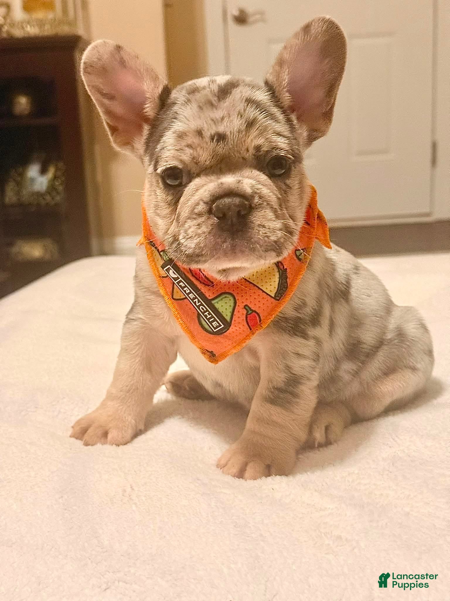 French Bulldog dogs 1 - Blue & Tan Merle Male - Ad 5