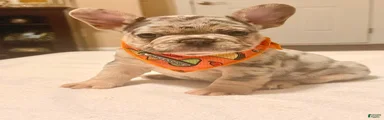 1 - Blue & Tan Merle Male