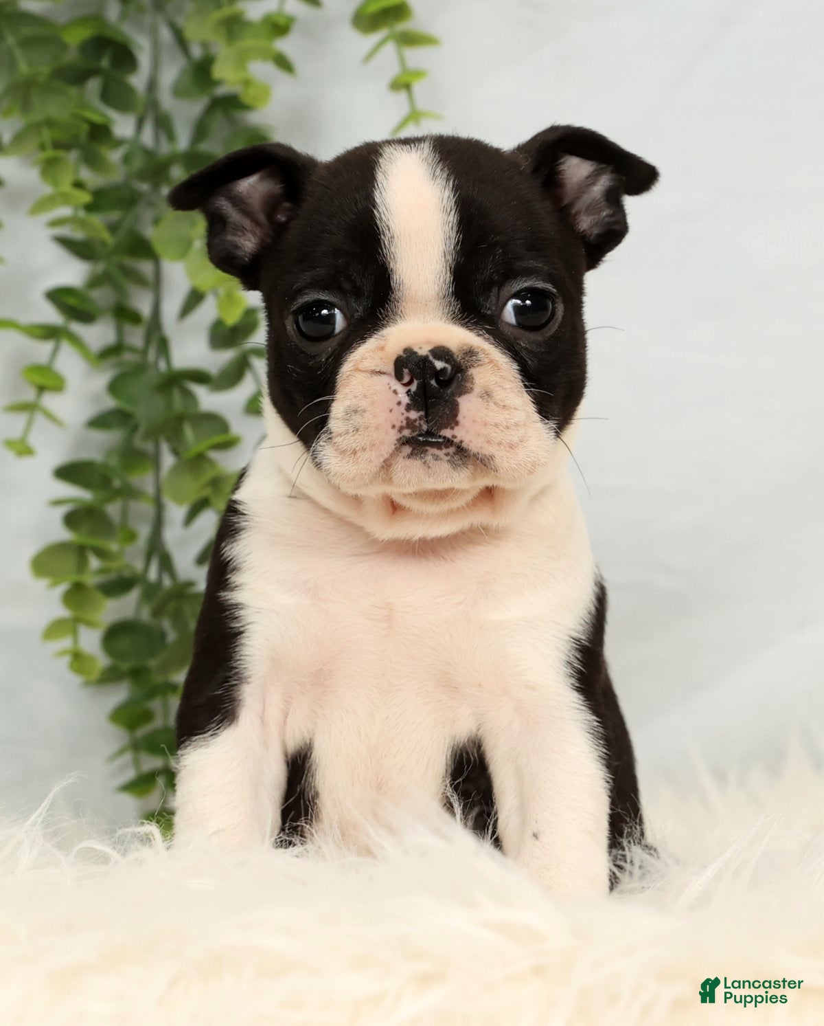 Frenchton dogs Jade - Ad 2