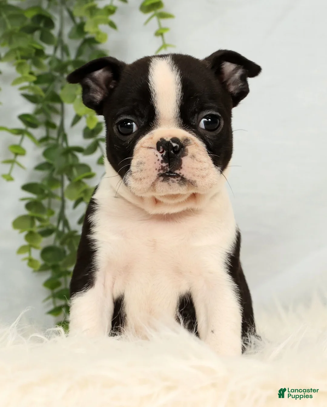 Frenchton dogs for sale: Jade - Ad 2