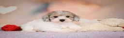 Maltipoo dogs for sale: Jasper - Ad 11