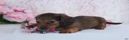 Miniature Dachshund dogs for sale: Havan - Ad 5