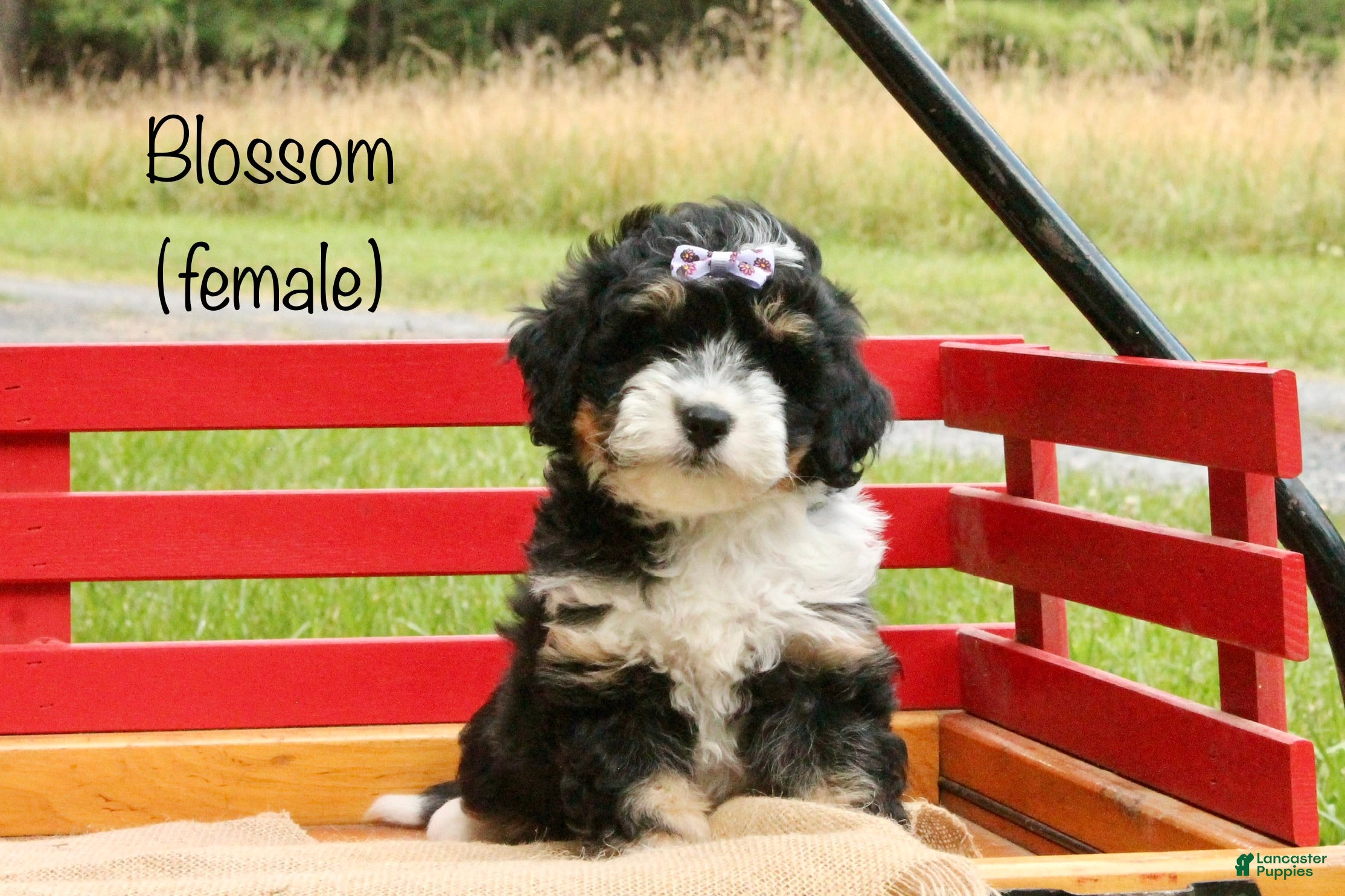 Mini Bernedoodle dogs Blossom - Ad 1