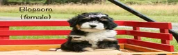 Mini Bernedoodle dogs for sale: Blossom - Ad 1