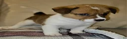 Mixed Breed dogs for sale: Orpheus - Ad 9