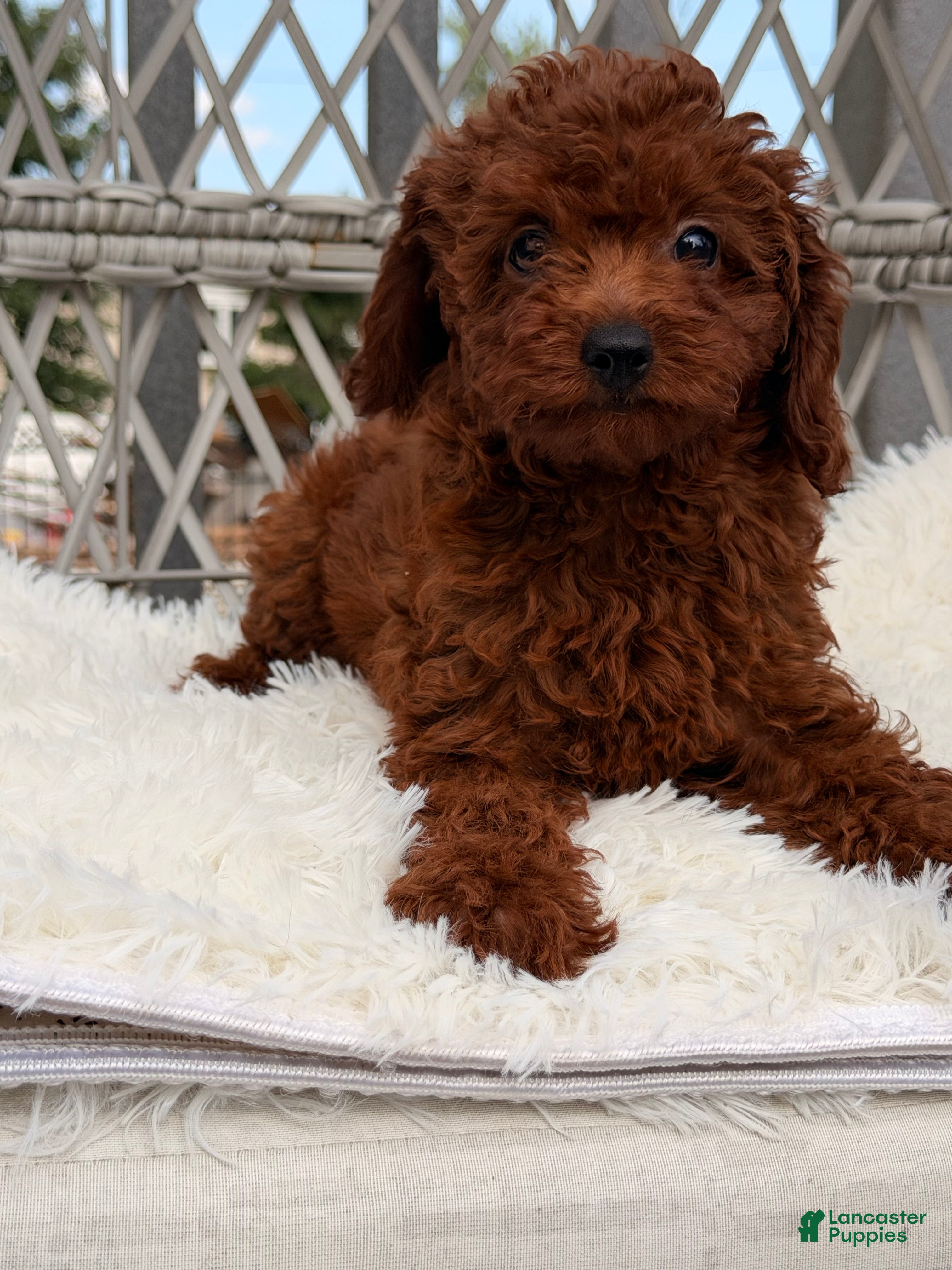 Toy Poodle dogs Male toy poodle  - Ad 1