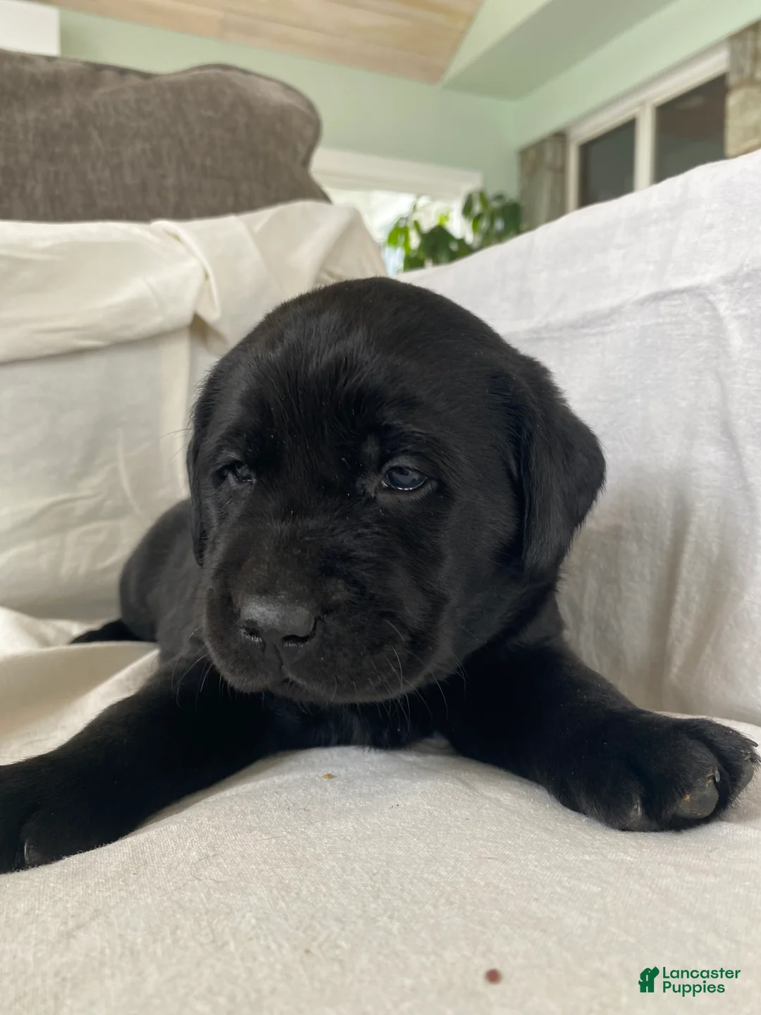 Labrador Retriever dogs for sale: Maggie - Ad 2