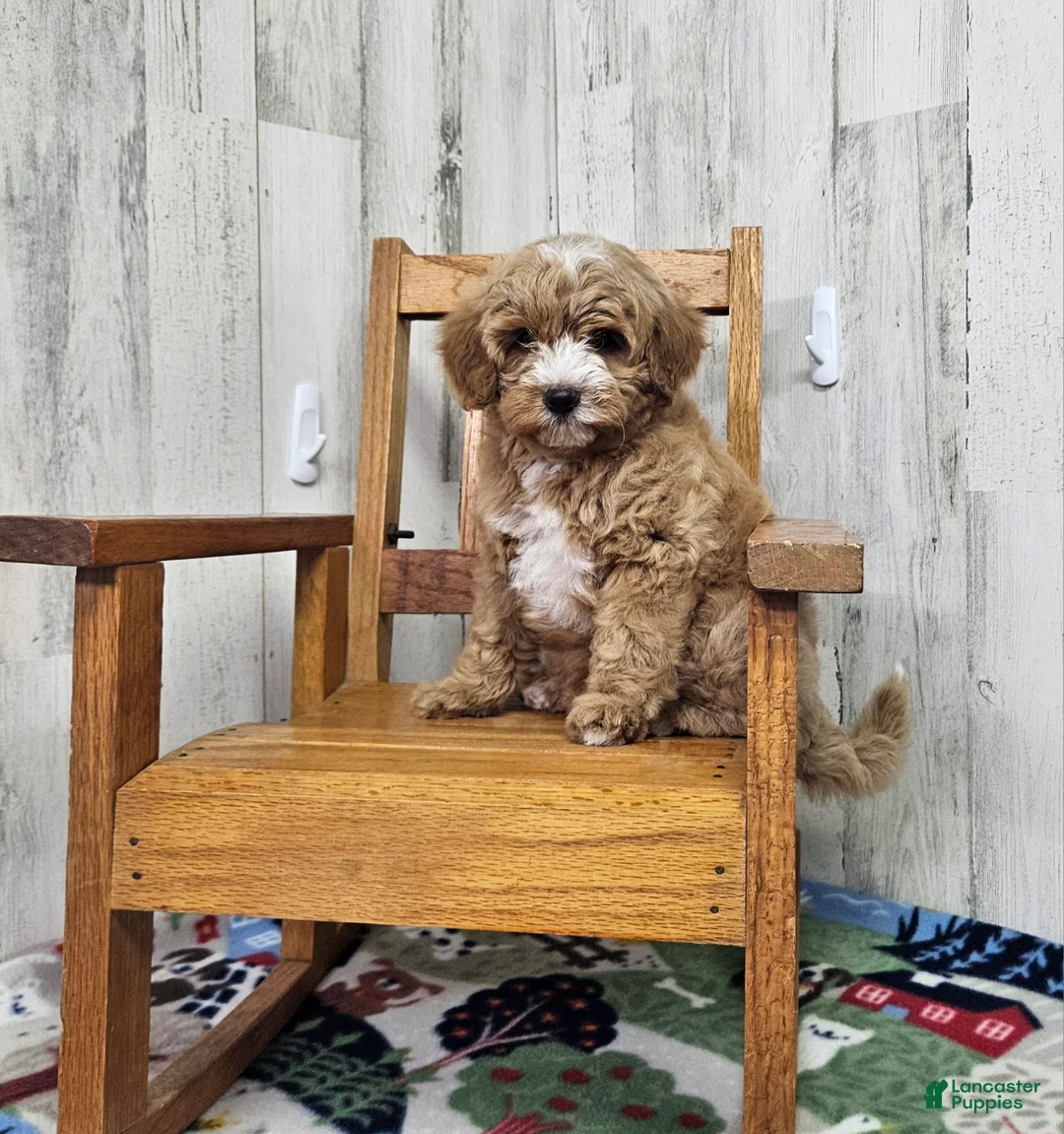 Mini Bernedoodle dogs for sale: F1b Megan - Ad 1