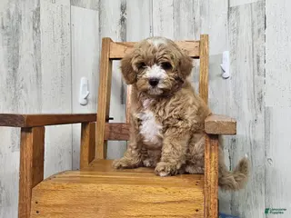 Mini Bernedoodle dogs F1b Megan - Ad 19