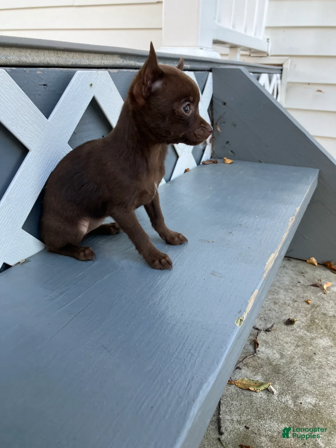 Chihuahua dogs for sale: Lydia - Ad 2