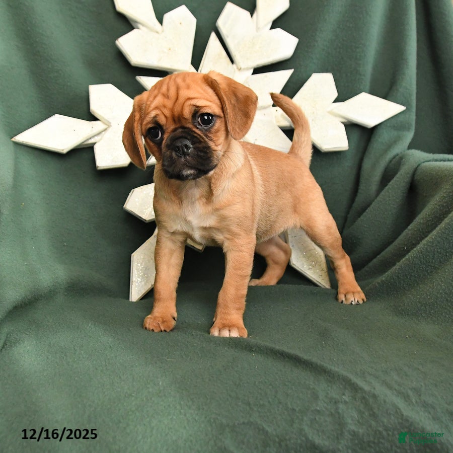 Mixed Breed dogs Ruby - Ad 7