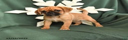 Mixed Breed dogs for sale: Ruby - Ad 1
