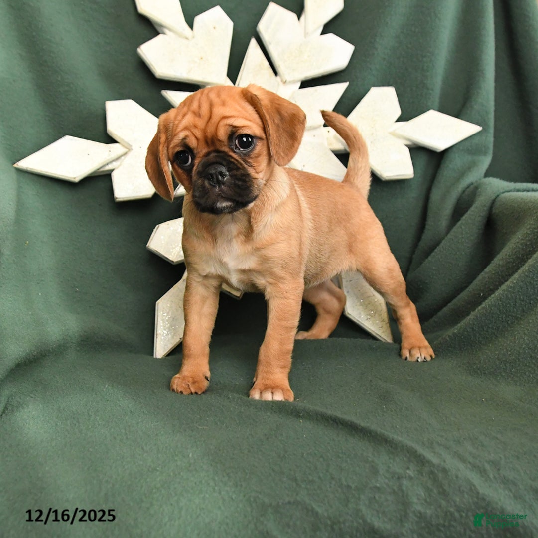 Mixed Breed dogs for sale: Ruby - Ad 1