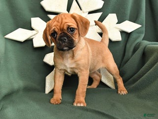 Mixed Breed dogs Ruby - Ad 17