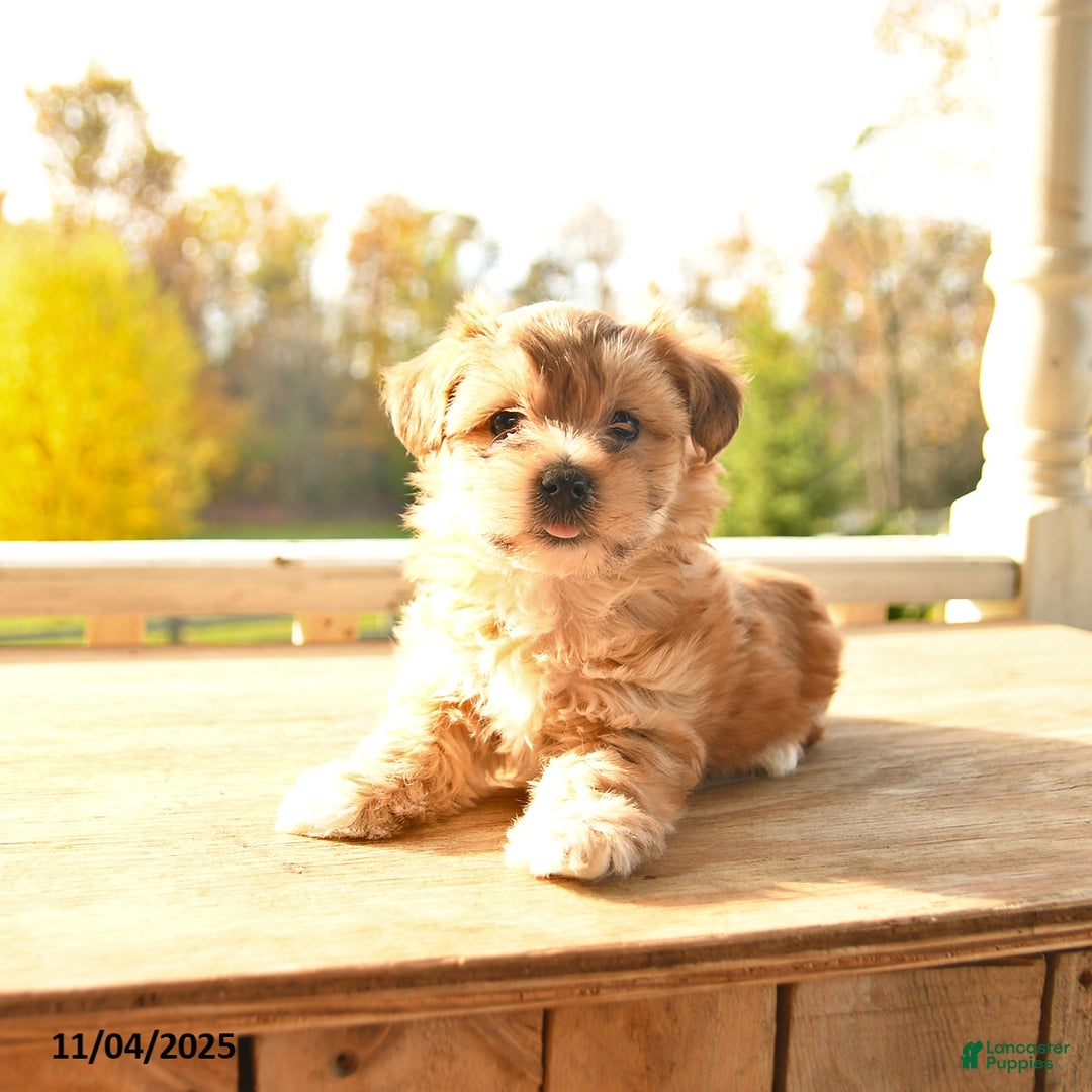 Yochon dogs for sale: Toffee - Ad 3