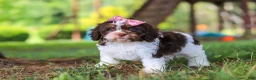 Cavapoo dogs for sale: Chloe - Ad 5