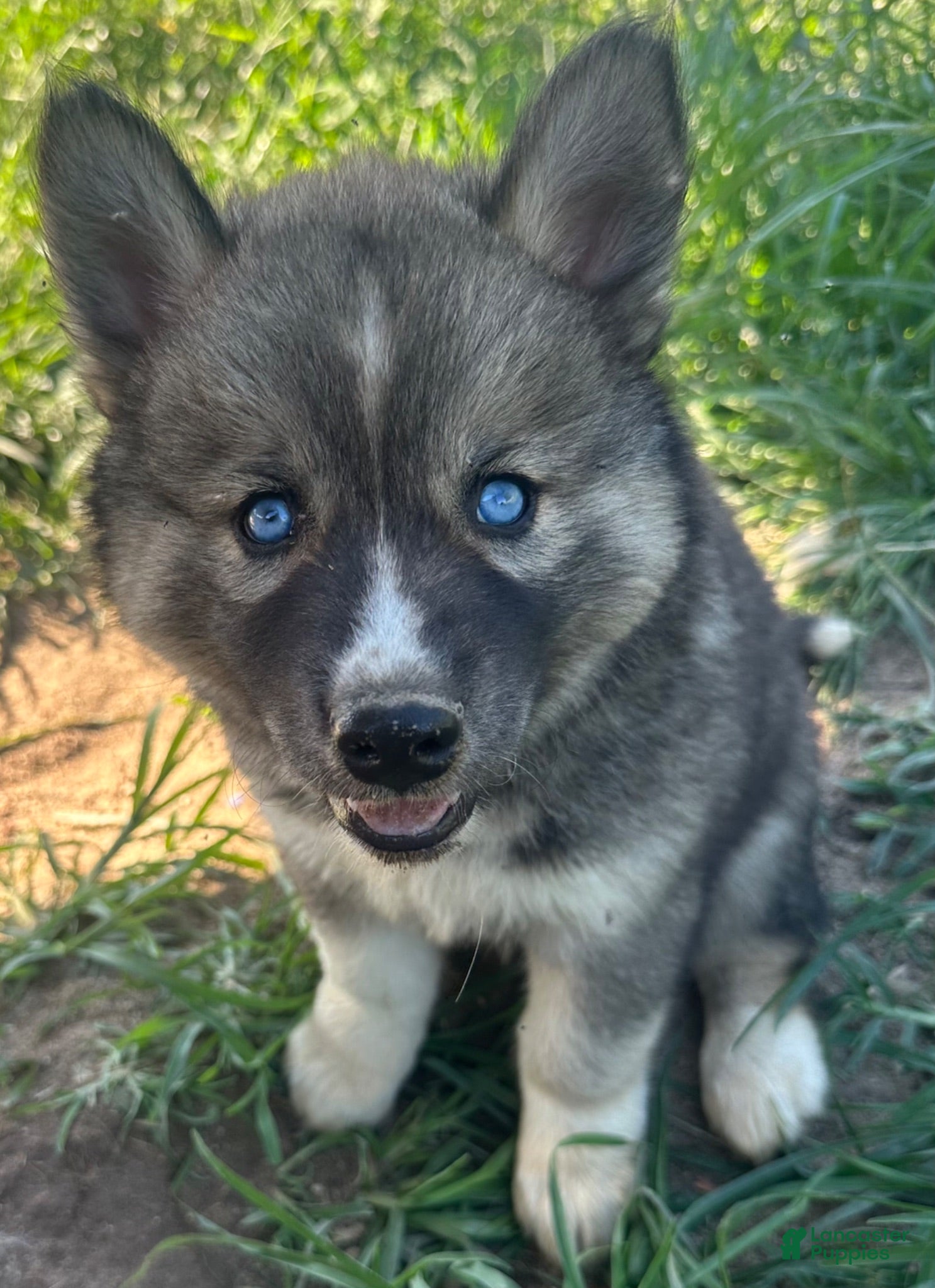 Siberian Husky dogs Siberian Husky 2 - Ad 15
