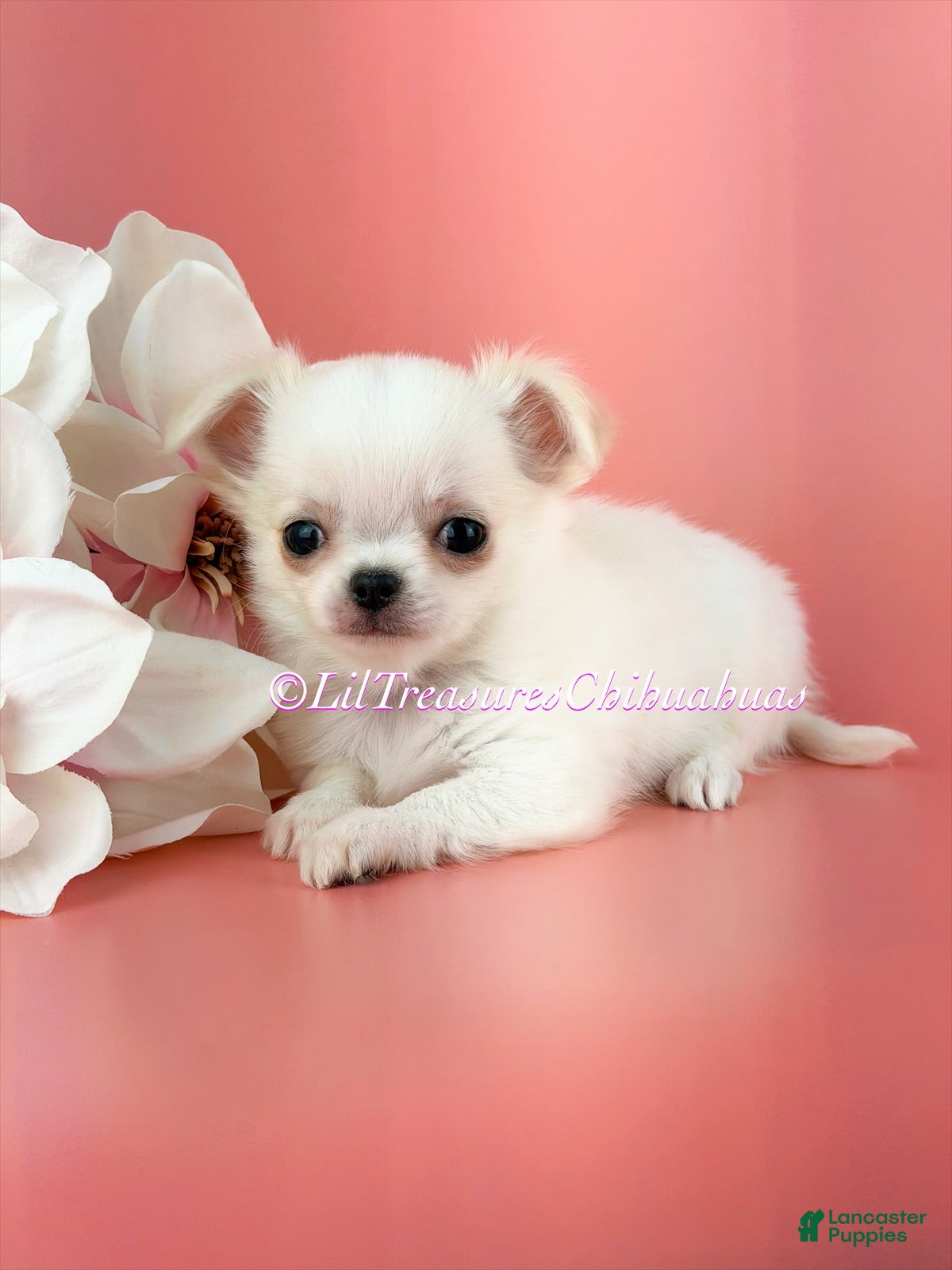 Chihuahua dogs Salt - Ad 1