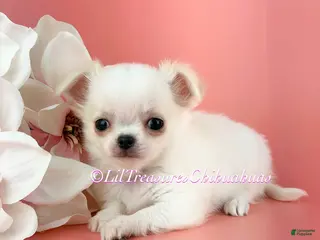 Chihuahua dogs for sale: Salt - Ad 2
