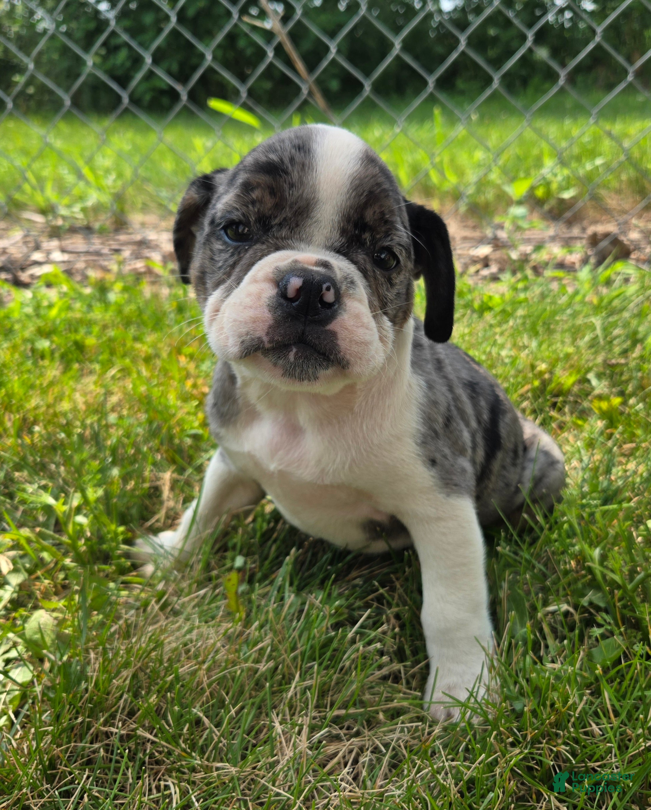 Olde English Bulldogge dogs Liberty - Ad 1