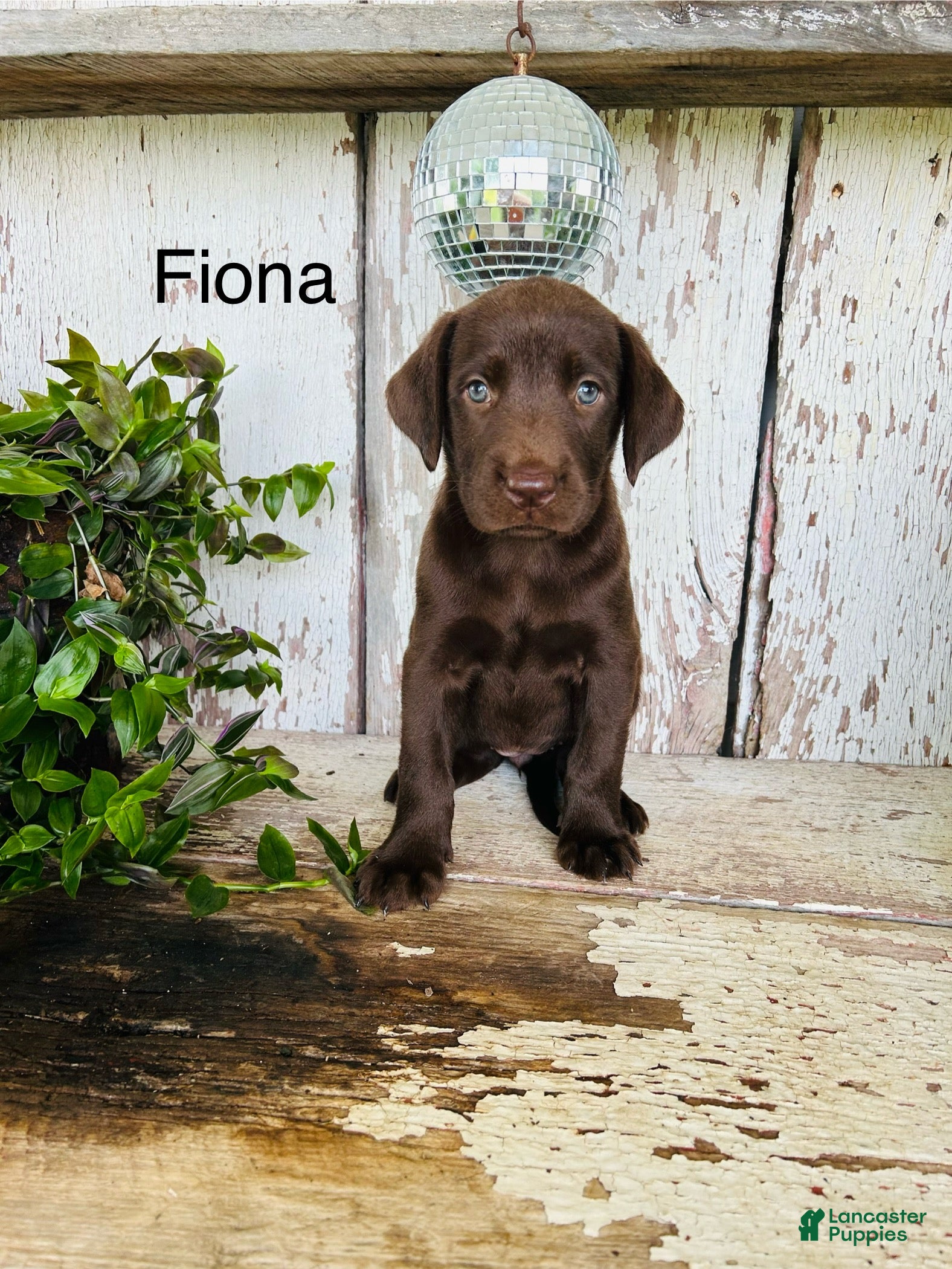 Labrador Retriever dogs Fiona  - Ad 1