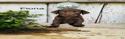Labrador Retriever dogs for sale: Fiona  - Ad 1
