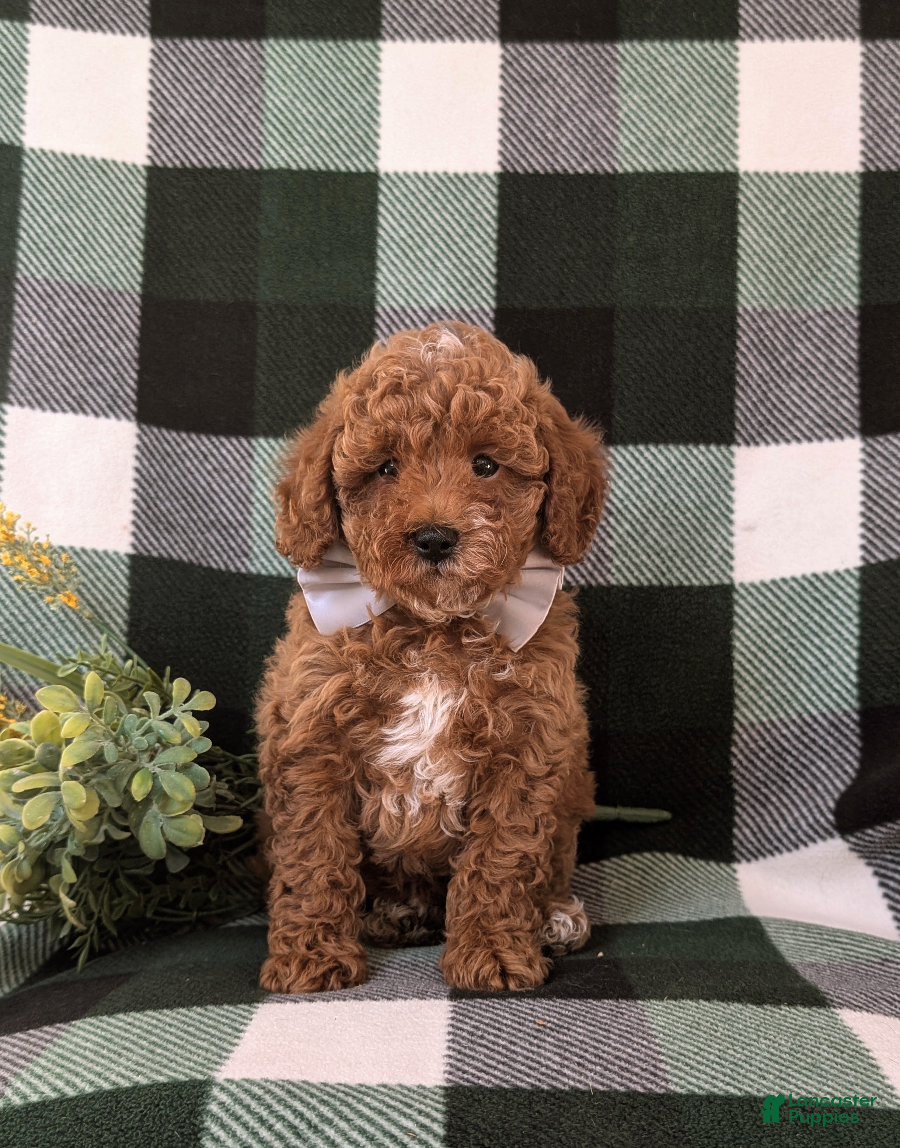 Miniature Poodle dogs Dannie 10 lbs FUll Grown - Ad 2