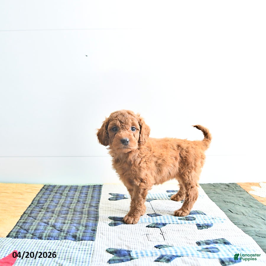 Mini Goldendoodle dogs Emma - Ad 2