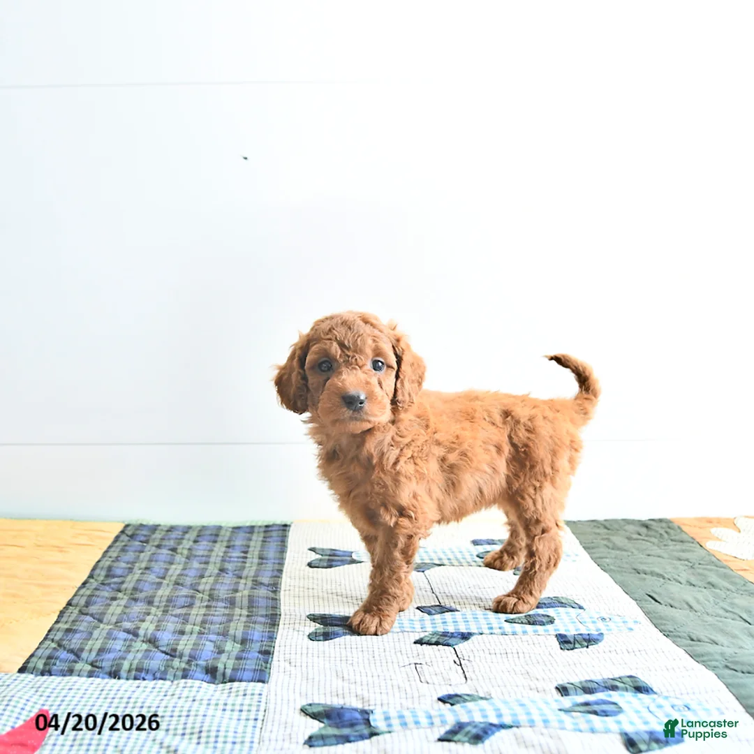 Mini Goldendoodle dogs for sale: Emma - Ad 2