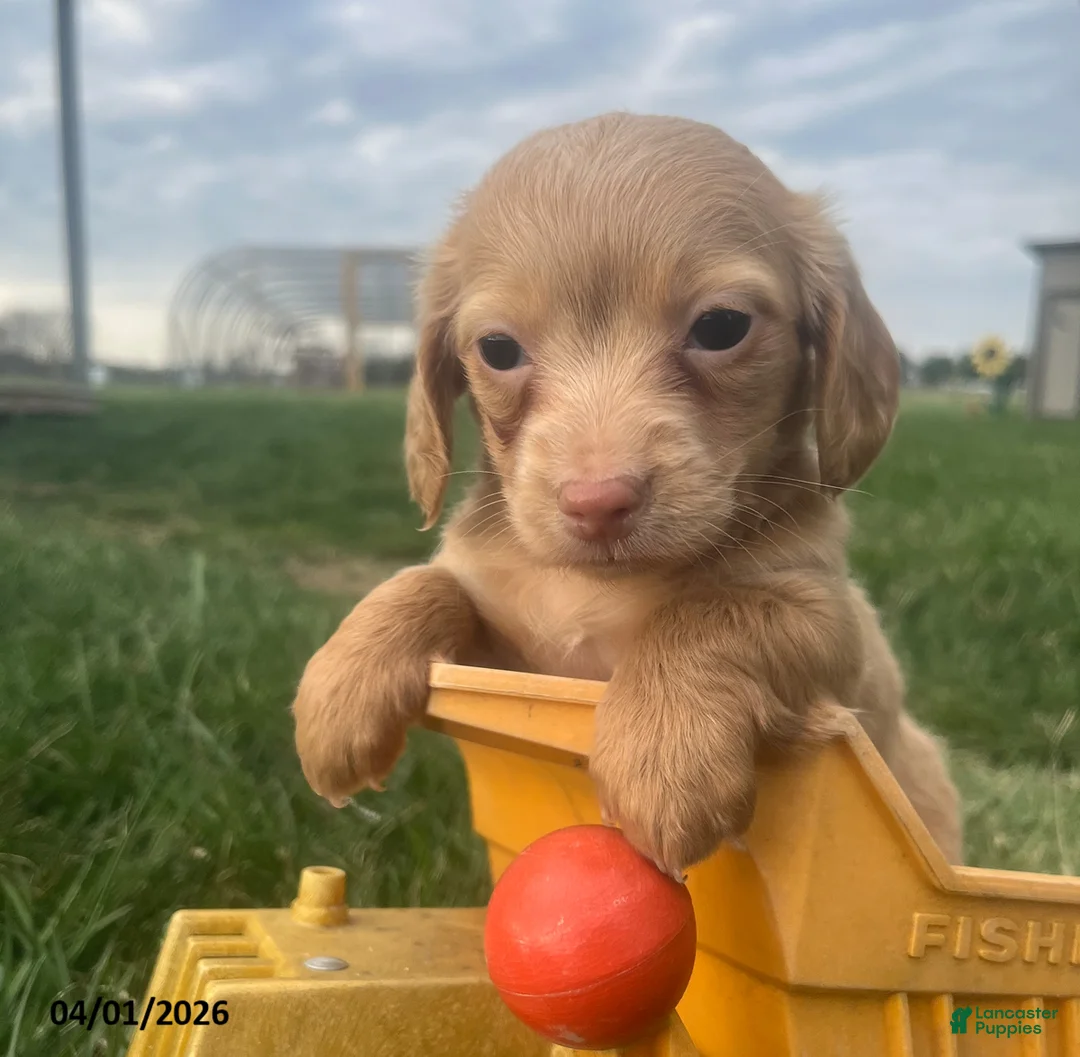 Miniature Dachshund dogs for sale: Mindy - Ad 1