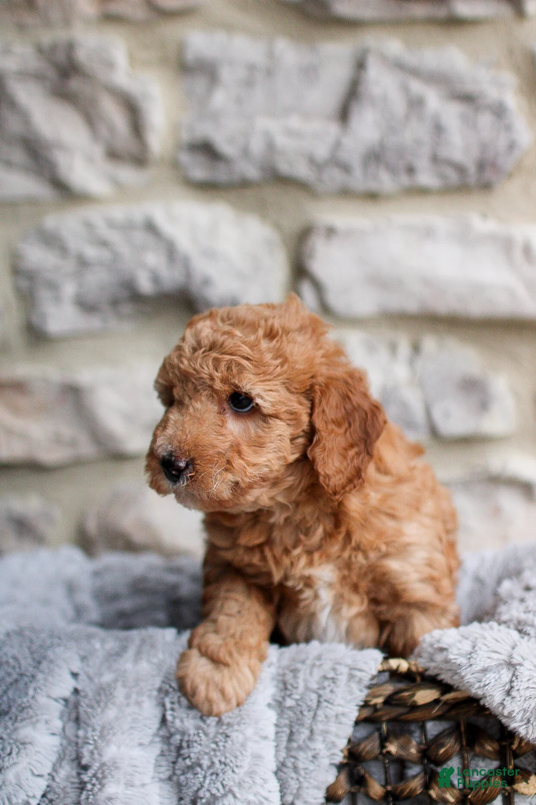 Mini Bernedoodle dogs for sale: Duke  - Ad 2