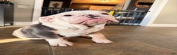 English Bulldog dogs for sale: Banksy - Ad 1