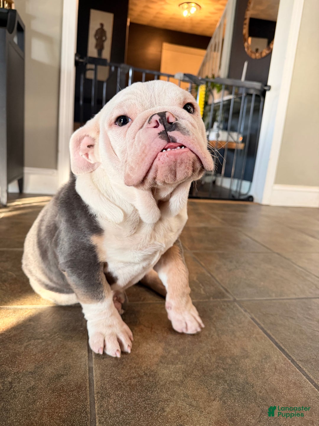 English Bulldog dogs for sale: Banksy - Ad 1