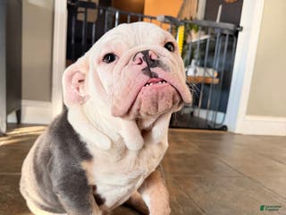 English Bulldog dogs Banksy - Ad 12