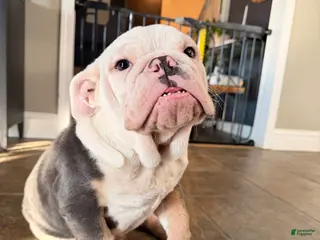 English Bulldog dogs Banksy - Ad 17