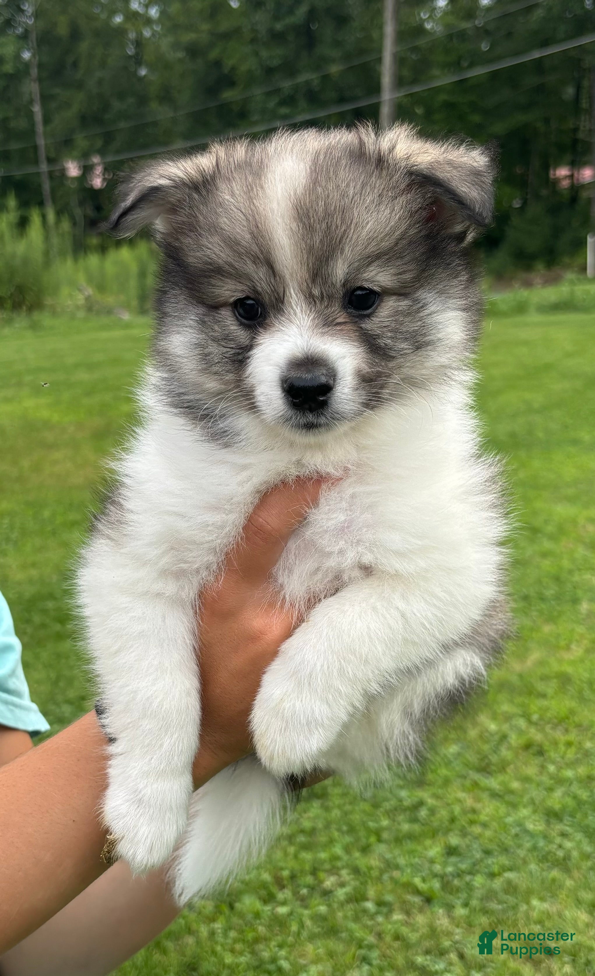 Pomsky dogs Pomsky 5 - Ad 1
