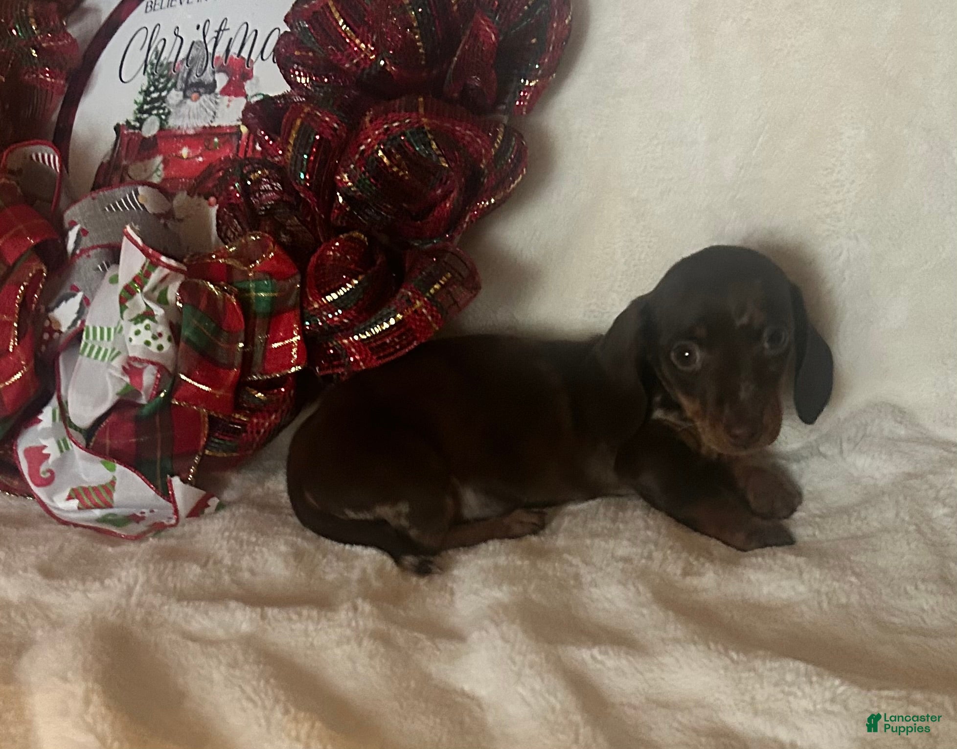 Miniature Dachshund dogs Tanner - Ad 21