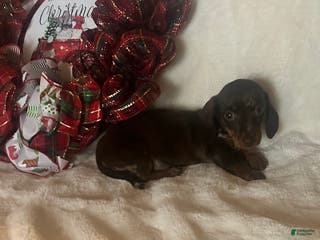 Miniature Dachshund dogs Tanner - Ad 34