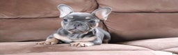 French Bulldog dogs for sale: Sandler - Ad 4