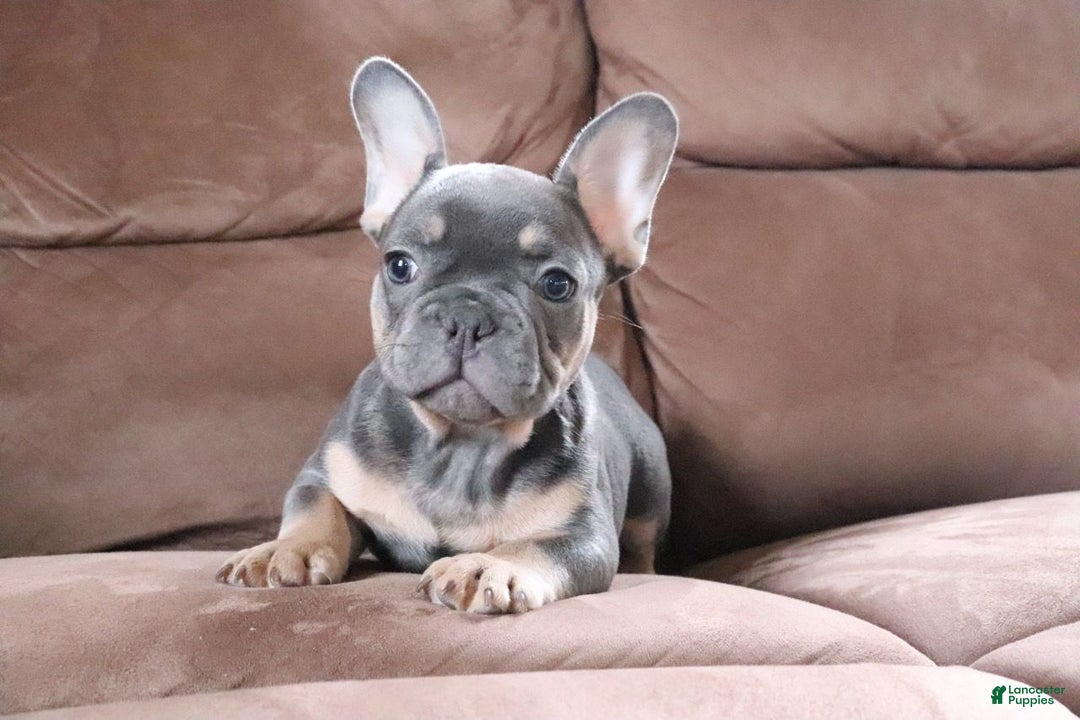 French Bulldog dogs for sale: Sandler - Ad 4