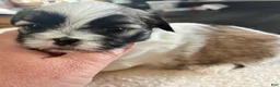 Shih Tzu dogs for sale: Shih Tzu 2 - Ad 2