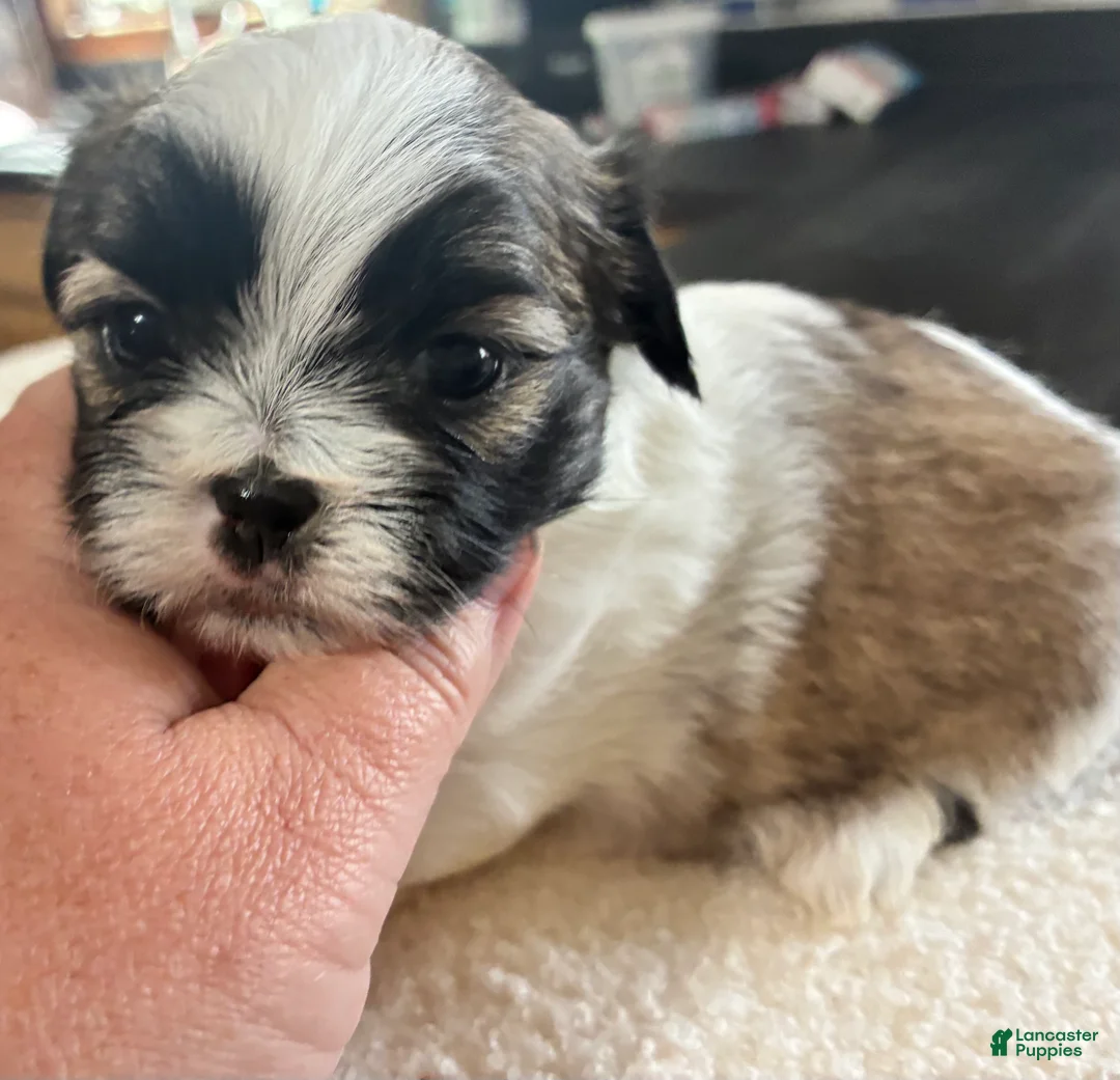 Shih Tzu dogs for sale: Shih Tzu 2 - Ad 2