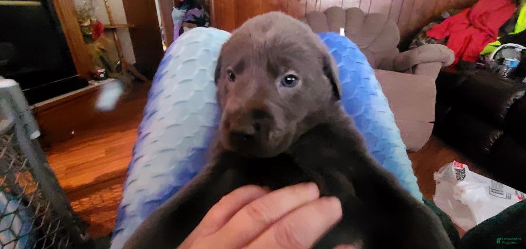 Gallery Image {{count}}